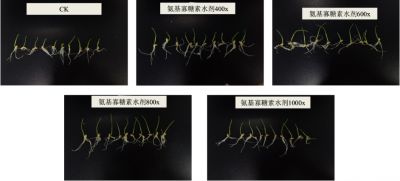 實(shí)驗(yàn)2：好普拌種對(duì)小麥生長發(fā)育的影響