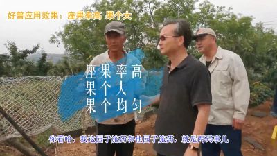 座果率高 果個大 果個均勻:陸地櫻桃(2020-2021)