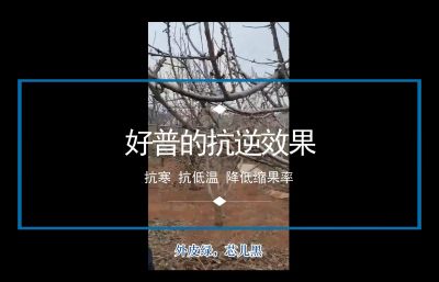 抗寒 抗低溫 降低縮果率:陸地櫻桃(2020-2021)