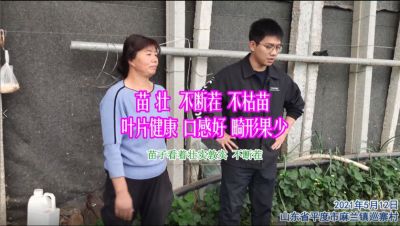 苗壯 不斷茬 不枯苗 葉片健康 口感好 畸形果少:山東省平度市麻蘭鎮(zhèn)巡寨村(2021年5月)