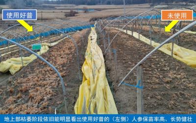 吉林人參進(jìn)入入冬前防寒期，好普在人參上的應(yīng)用示范有序開展