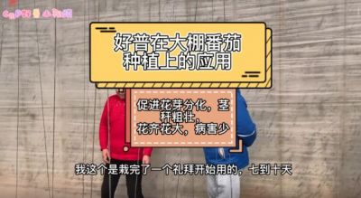 促進花芽分化、花齊花大、病害少:大連市華家街道金星村(2022.2.18)