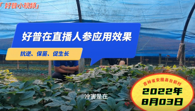 抗逆、保苗、促生長：吉林安圖縣人參（2022.8.3）