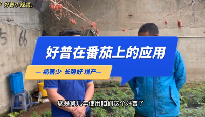 病害少、長勢好：大連市金州區(qū)華家街道番茄（2022.10.10）