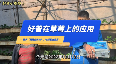 葉綠素含量高、抗病：東港市馬家店鎮(zhèn)草莓（2022.10.12）