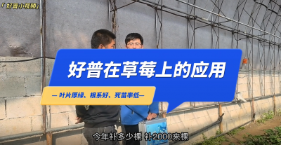 葉片厚綠、根系好、死苗率低：莊河市仙人洞鎮(zhèn)草莓（2022.11.1）