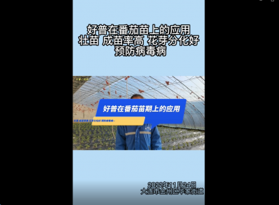 成苗率、花芽分化好、預防病毒?。捍筮B市金普新區(qū)華家街道番茄（2022.11.24）