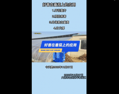 開花整齊、預防病害、葉綠素含量高、葉片厚：大連市金普新區(qū)華家街道（2022.12.28）