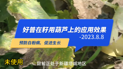 預(yù)防白粉病、促進生長:新疆塔城市（2023.8.8）